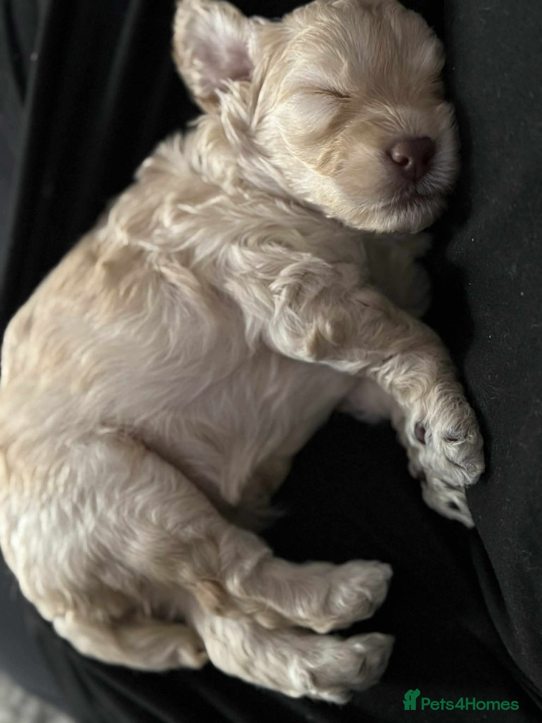 Cockapoo dogs for sale: Beautiful Female Fb1 cockapoo - Image 6