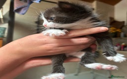 Mixed Breed cats for sale: Beautiful fluffy kittens - Image 3