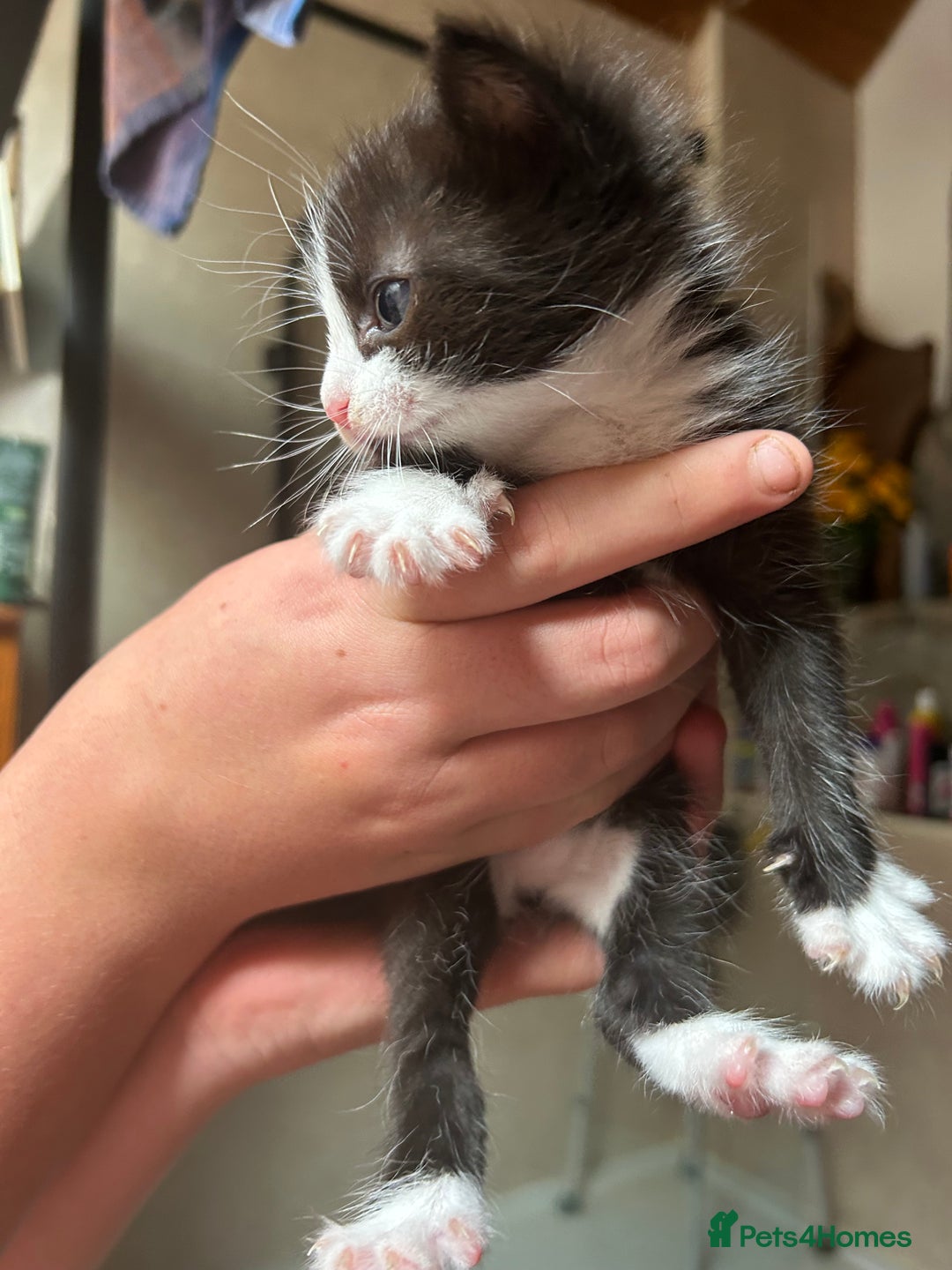 Mixed Breed cats for sale: Beautiful fluffy kittens - Image 3
