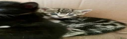 Russian Blue cats for sale: Beautiful Russian blue British shorthair cross  - Advert 3