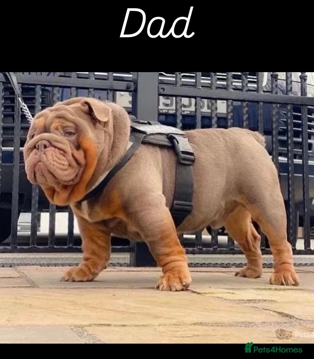 English Bulldog dogs for sale: 2 English bulldog 'lilac' puppies READY 8TH DEC 25 - Advert 11