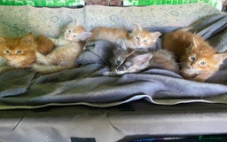 Maine Coon cats for sale: Registered Maine coon kittens  - Image 13