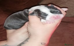 Mixed Breed dogs for sale: Bulldog x Mini Dachund - Image 3