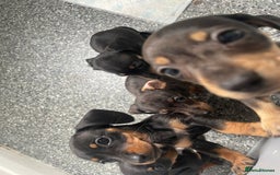 Dachshund dogs for sale: Miniature dachshunds  - Image 12