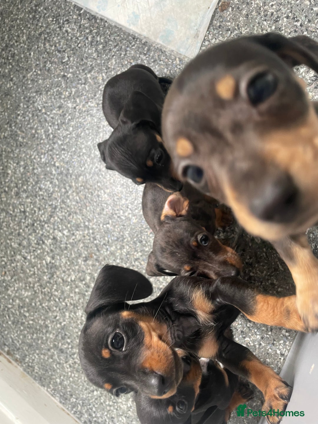 Dachshund dogs for sale: Miniature dachshunds  - Image 12