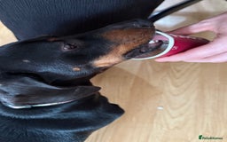 Miniature Dachshund dogs for sale: Beautiful Miniature Dachshund  - Image 9