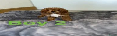Cavapoo 3