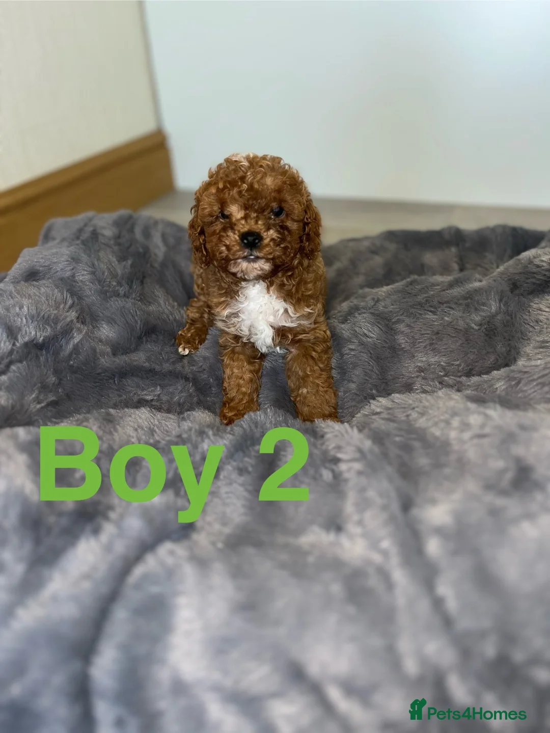 Cavapoo dogs for sale: Beautiful Fox red cavapoo puppies  in Blackpool - Advert 9