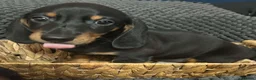 Miniature Dachshund dogs for sale: Miniature dachshunds  - Advert 7