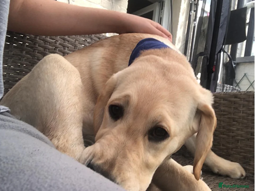 Labrador Retriever dogs for sale: Duke needs his forever home in Bristol - Advert 2