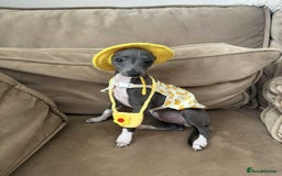 Italian Greyhound dogs for sale: Italian Greyhound  - Image 4