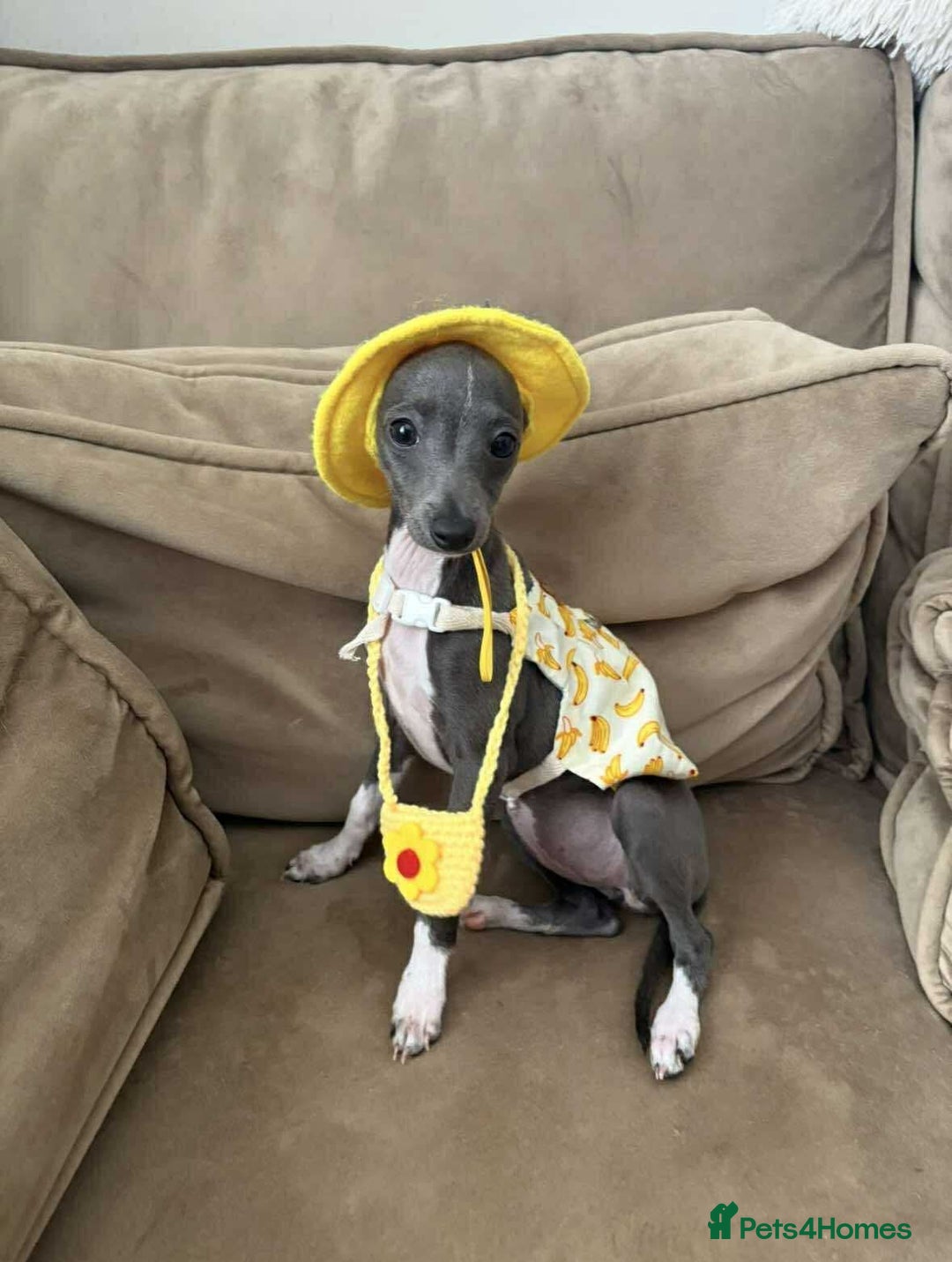 Italian Greyhound dogs for sale: Italian Greyhound  - Image 4