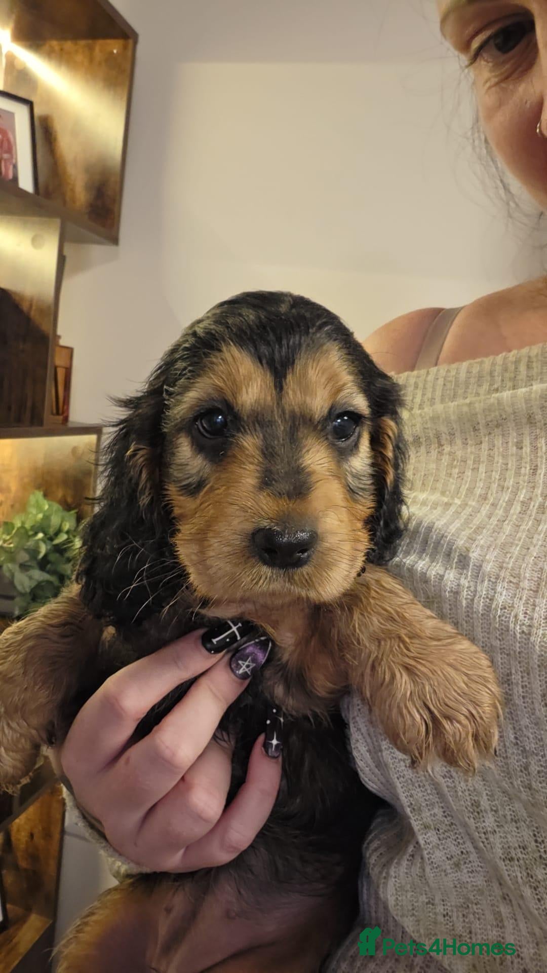 Cocker Spaniel dogs for sale: Beautiful cocker girl  - Advert 13