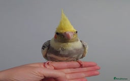 Cockatiels birds for sale: Hand reared silly tame DNA sexed baby cockatiels  - Image 15
