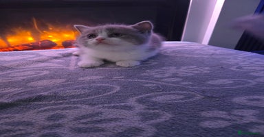 British Shorthair cats - Advert 1