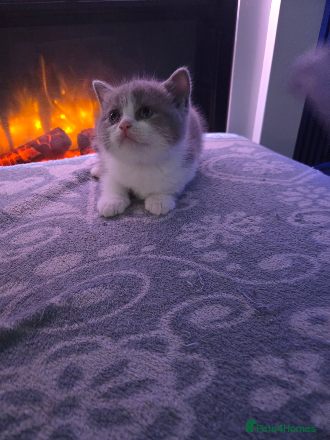 British Shorthair cats for sale: Full pedigree british short hair kittens - Image 2