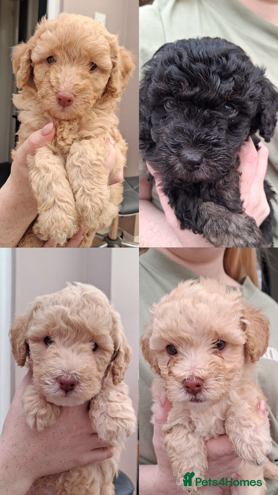 Poochon dogs Poochon Puppies (both parents health tested) - Advert 2