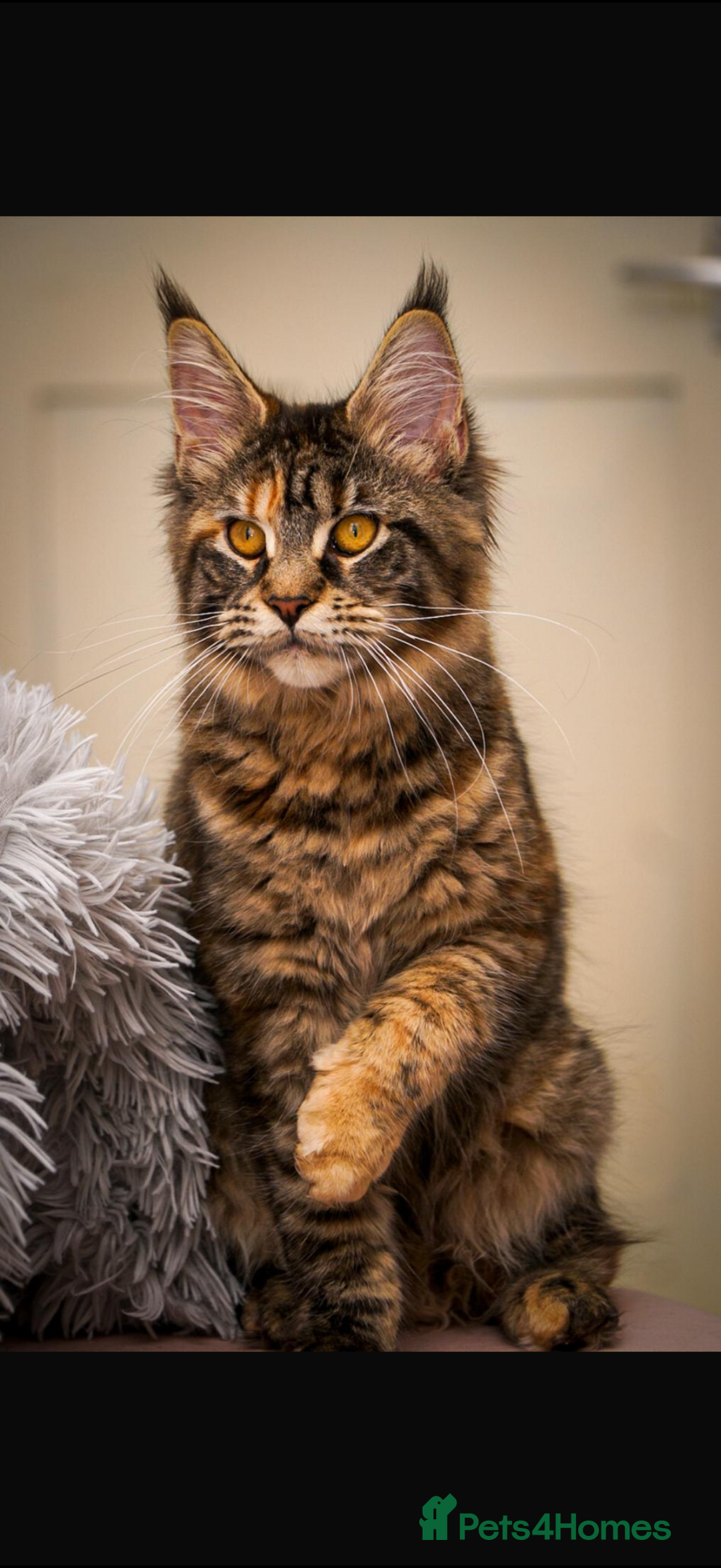 Maine Coon cats for sale: Full breed gorgeous Mainecoon female 2 years old - Advert 2