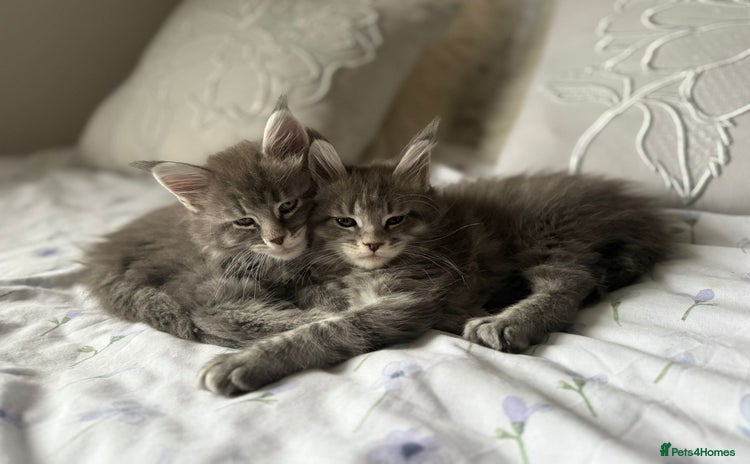 Maine Coon cats - Advert 2
