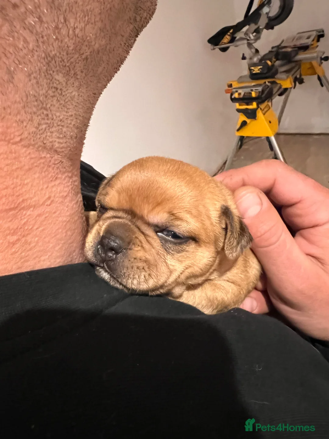 Staffordshire Bull Terrier dogs for sale: 1 lovely girl left-Red Staffordshire Bull Terrier  - Advert 17