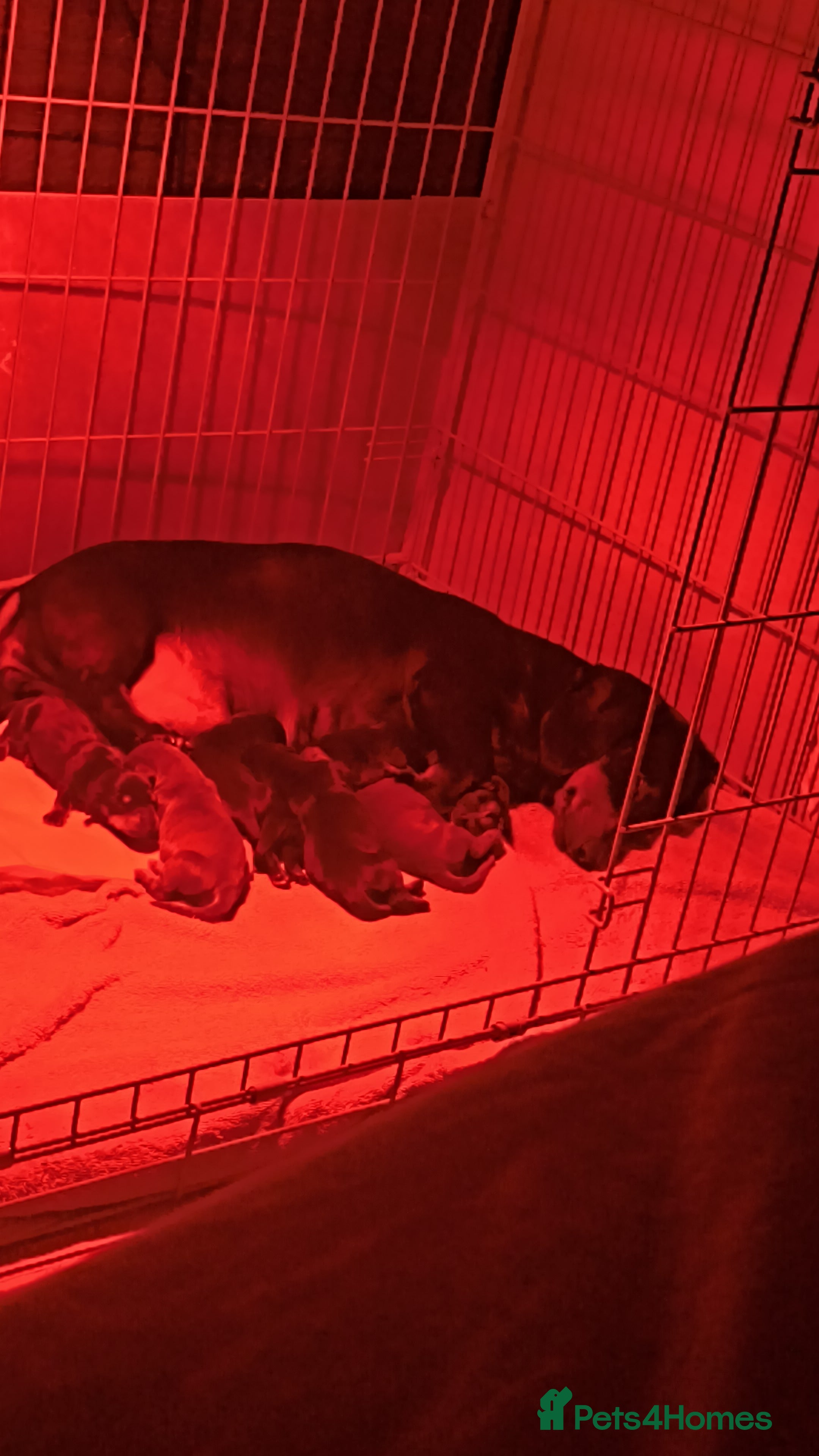 Dachshund dogs Standard dachshund puppies  - Advert 1