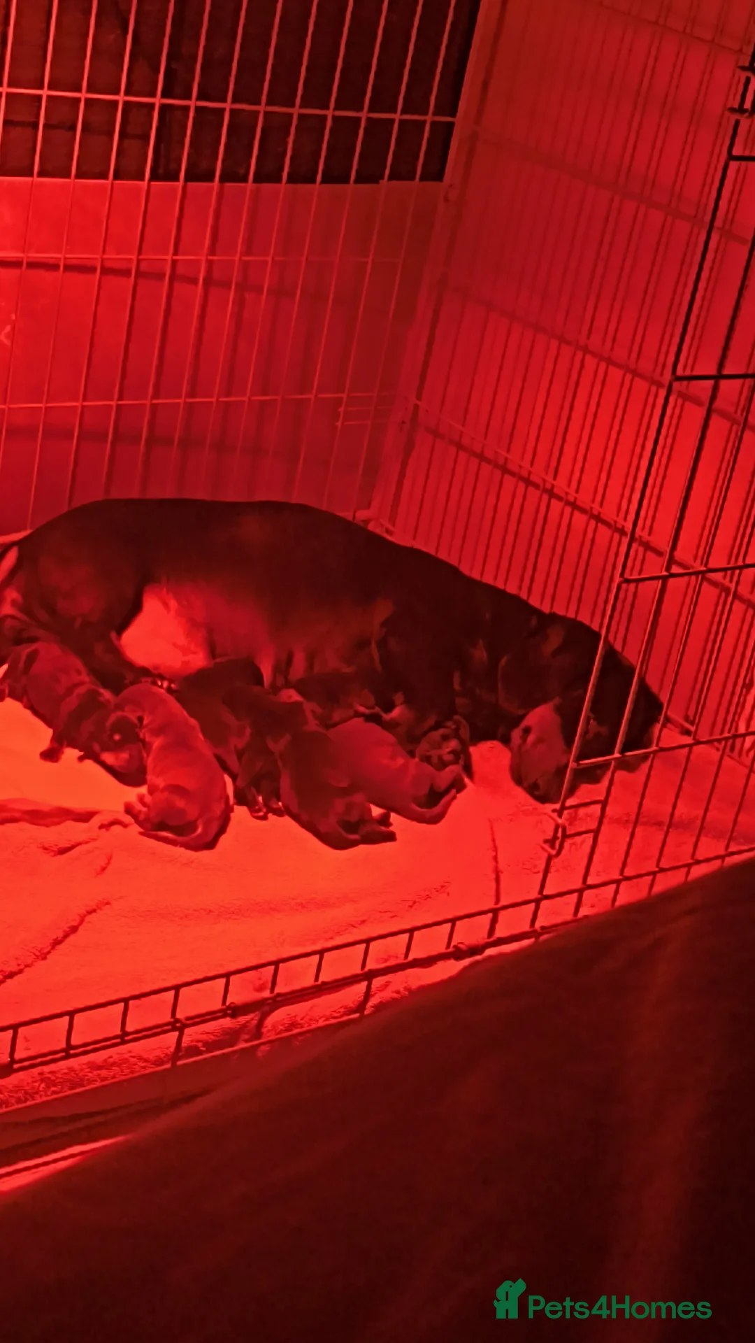 Dachshund dogs for sale: Standard dachshund puppies  - Advert 1