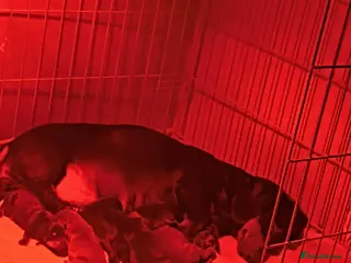 Dachshund dogs Standard dachshund puppies - Advert 1