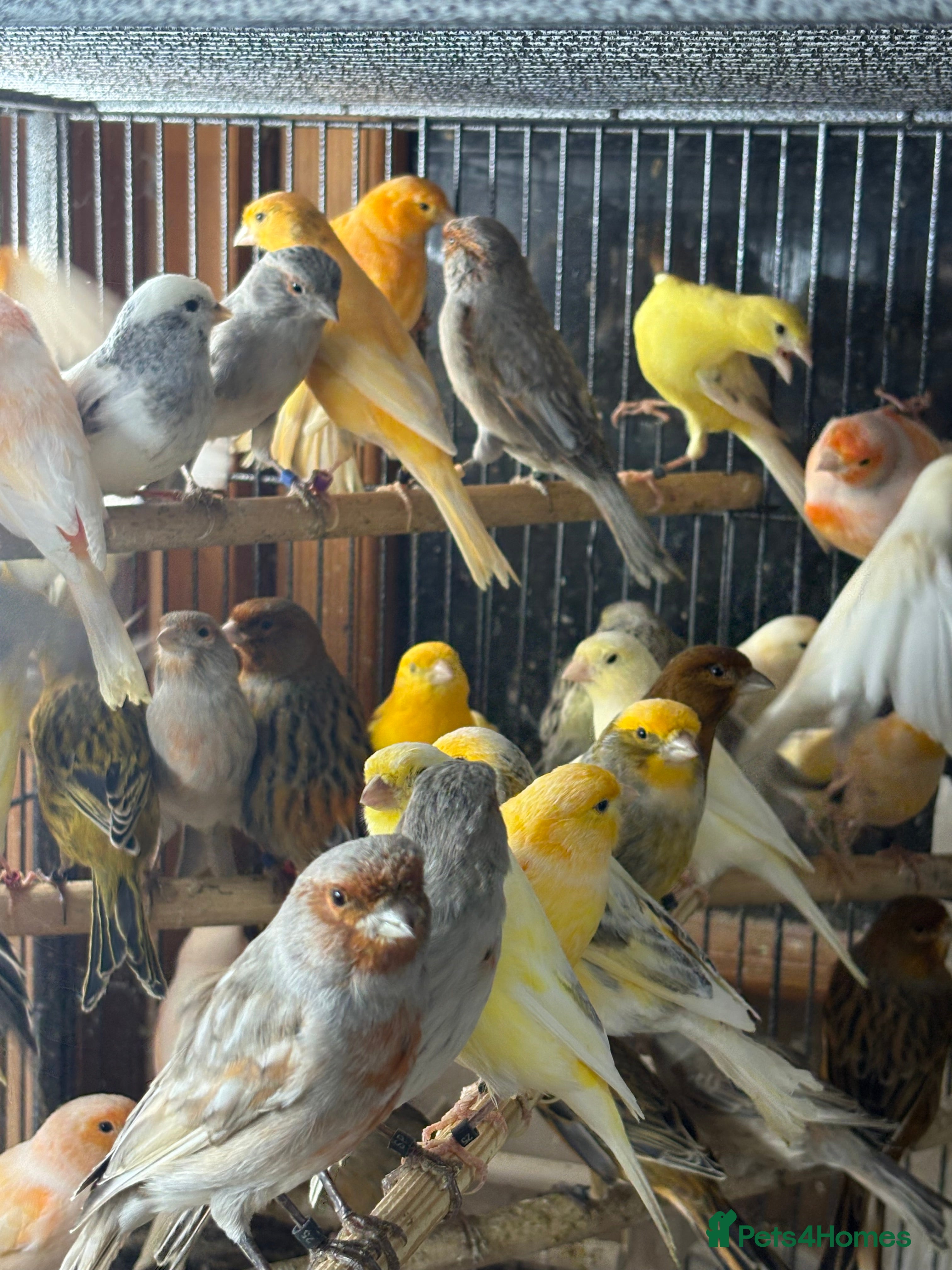 Canaries birds Lot of stunning canary’s  - Advert 1
