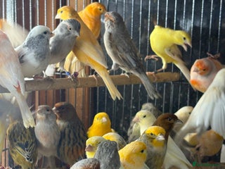 Canaries birds Lot of stunning canary’s - Advert 1