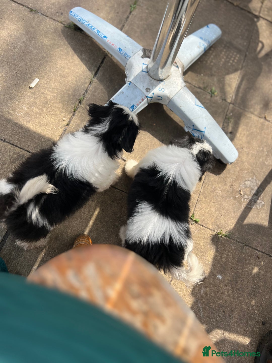 Maltese dogs for sale: Maltese - Image 7