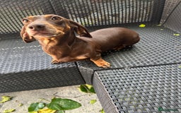 Miniature Dachshund dogs for sale:  Miniature Dachshund – Chocolate & Tan Re-homeing  - Image 3