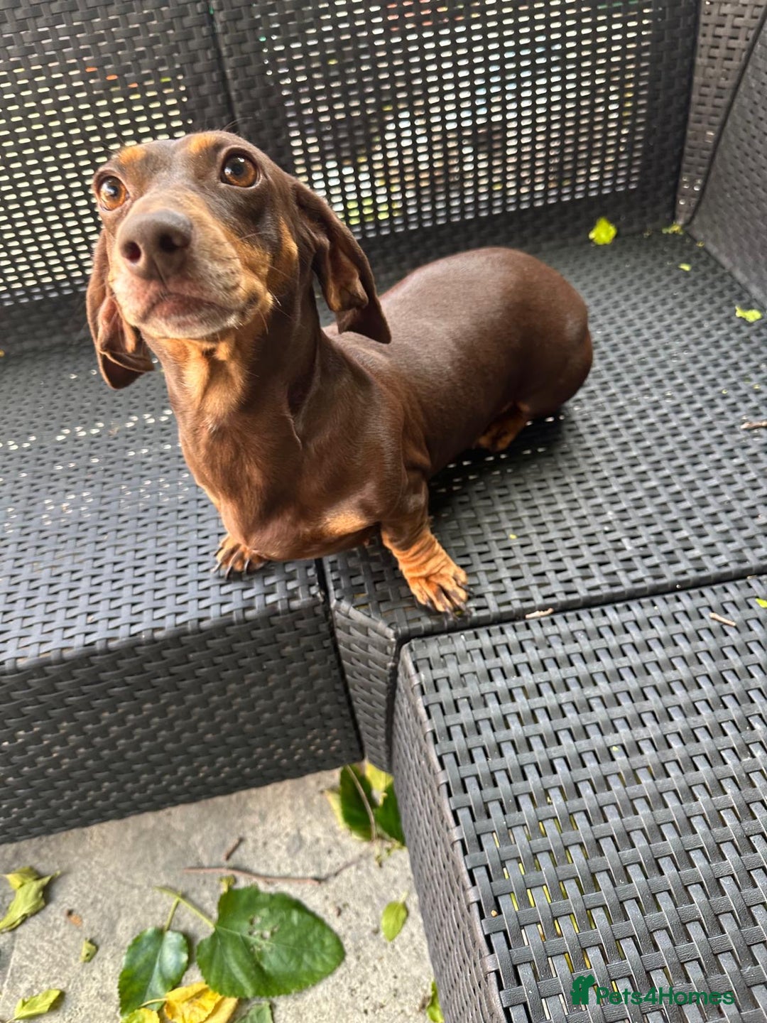 Miniature Dachshund dogs for sale:  Miniature Dachshund – Chocolate & Tan Re-homeing  - Image 3