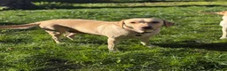 Labrador Retriever dogs for sale: FTCH Sired excellent FTCH working line Labradors - Advert 5