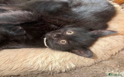 Bombay cats for sale: Black Kittens - Image 10