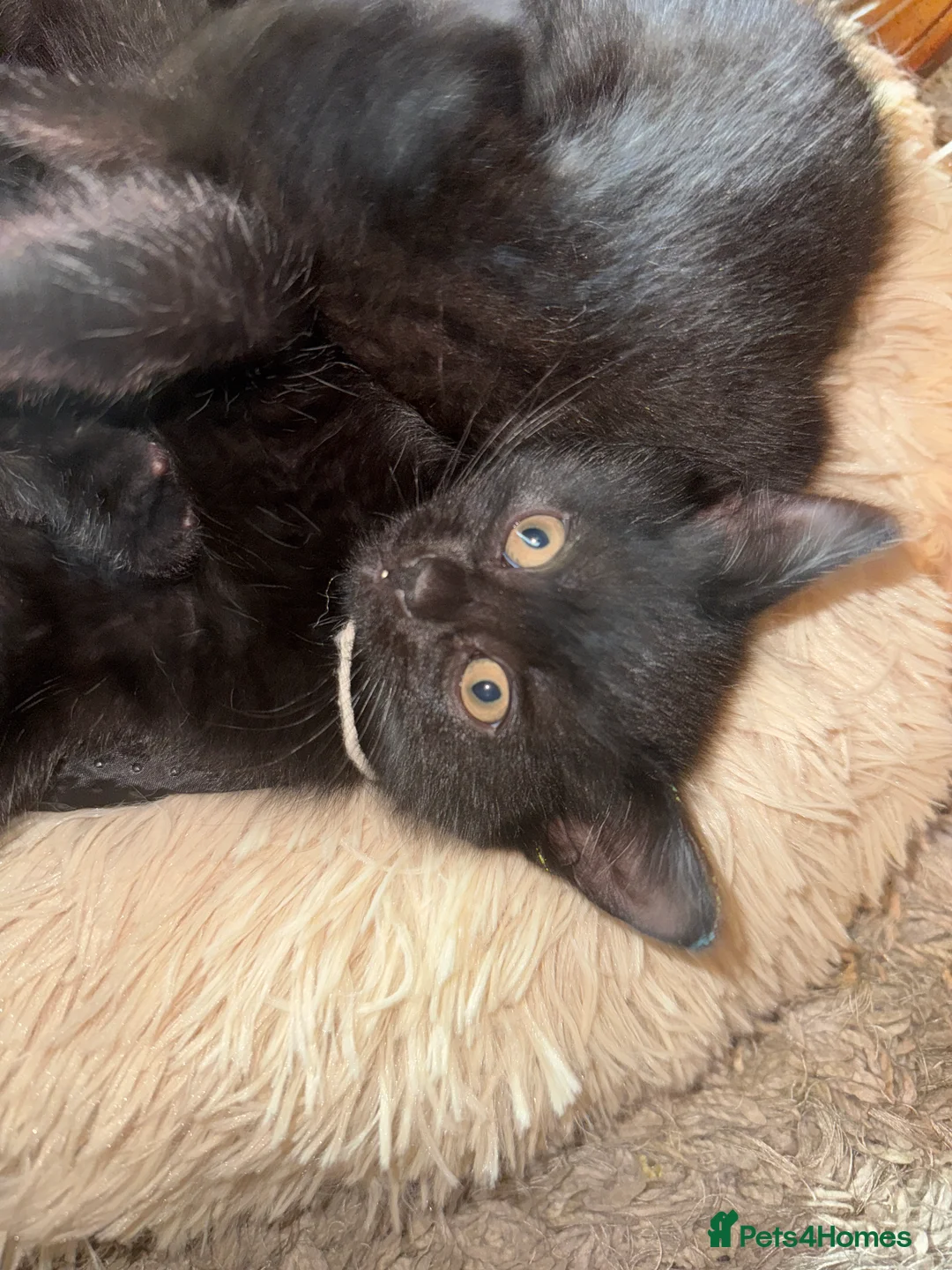 Bombay cats for sale: Black Kittens - Advert 9