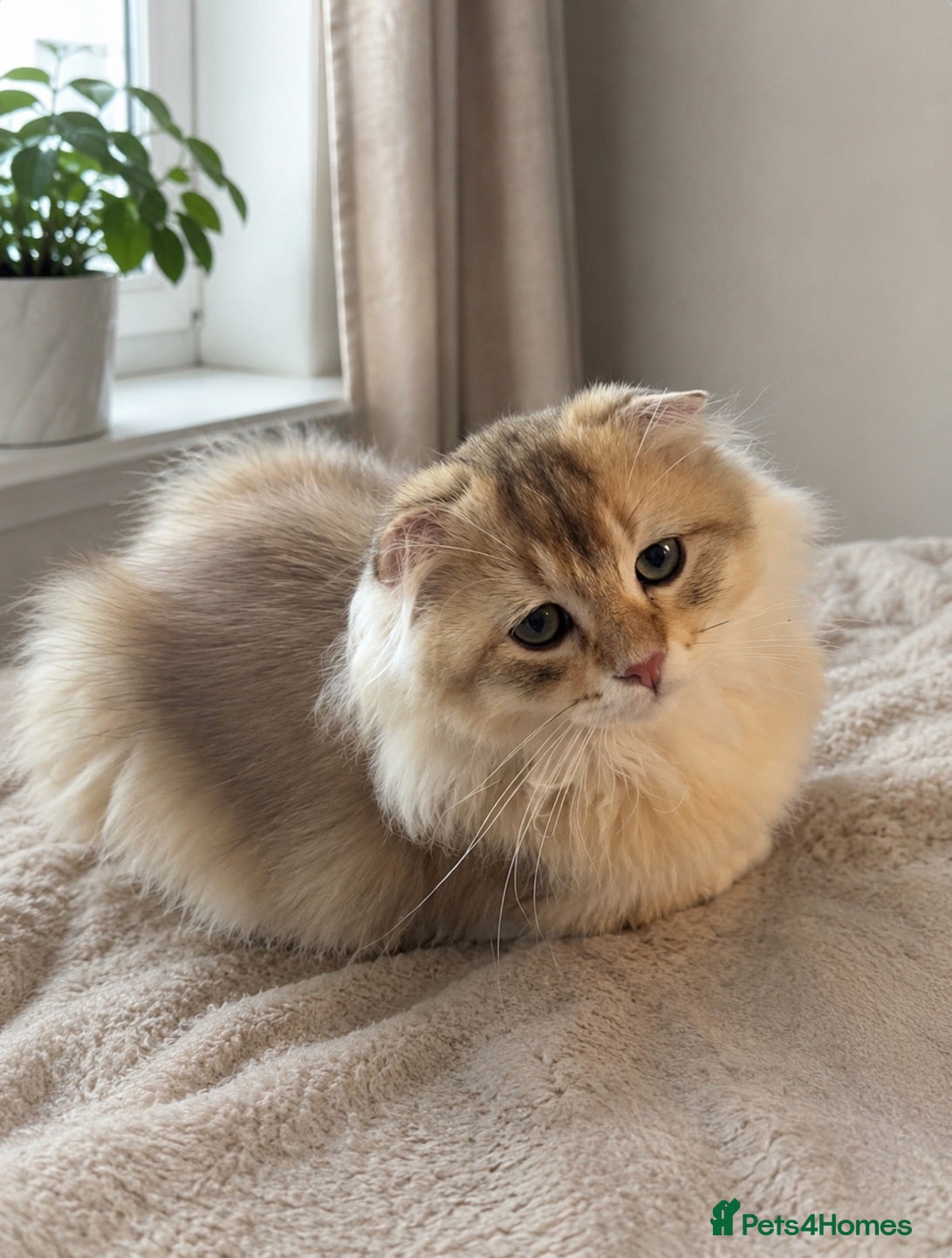 Scottish Fold cats Magnificent golden Scottish kittens available  - Advert 2