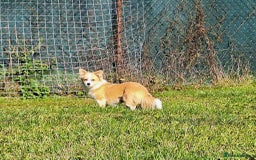 Mixed Breed dogs for adoption: Lilly for adoption - Image 7