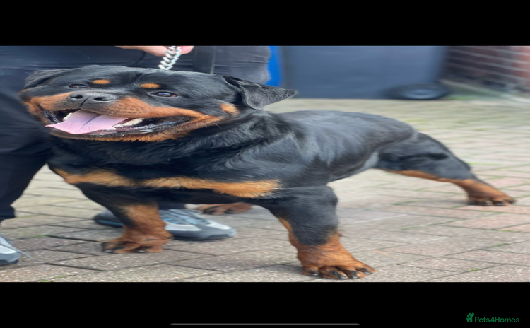 Rottweiler dogs - Advert 16