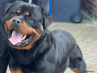 Rottweiler dogs - Advert 10