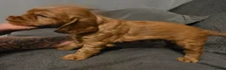 Cocker Spaniel dogs for sale: Cocker Spaniel Puppies - Advert 26