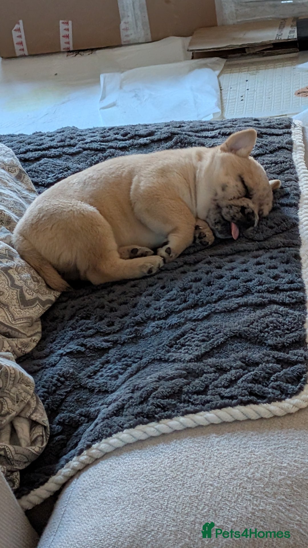 Mixed Breed dogs for sale: 3x Female French Bulldog X Chow Chow puppies.   - Advert 8