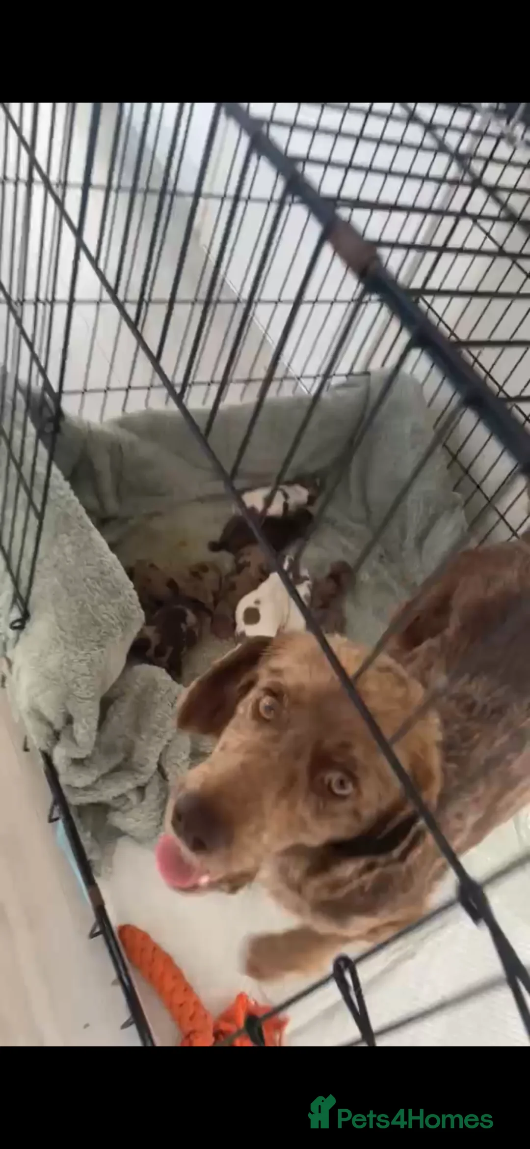 Sprocker dogs for sale: Ready now 2 boys left F1 Sprocker spaniels  - Advert 4