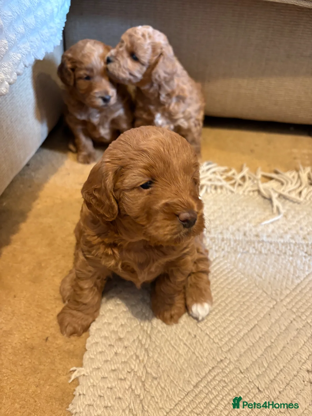 Cockapoo dogs for sale: Gorgeous f1b cockerpoo Puppies - Advert 2