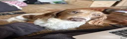Miniature Dachshund dogs for sale: Isabella piebald miniature long haired dachshund in Newcastle upon Tyne - Advert 3