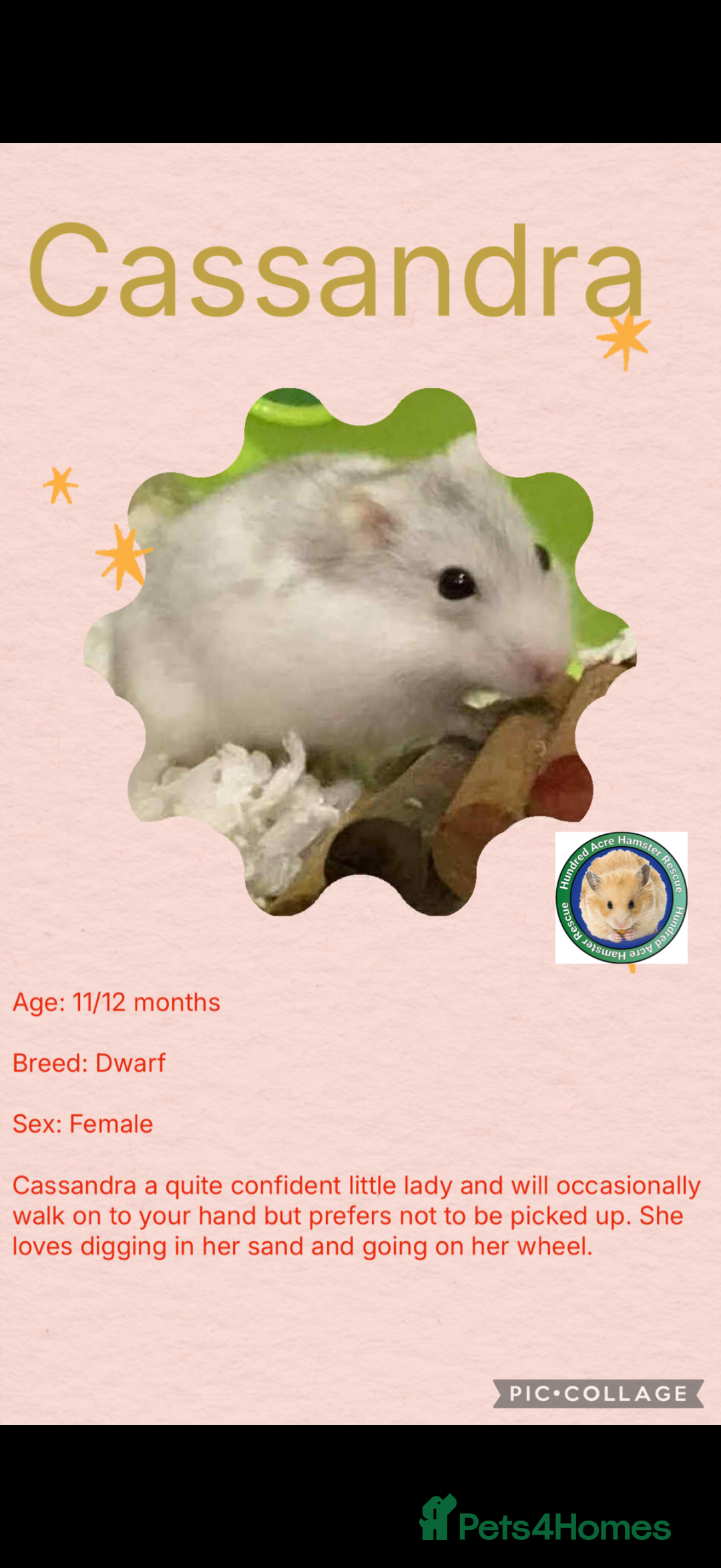 Hamster rodents for sale: Hamsters  - Advert 4