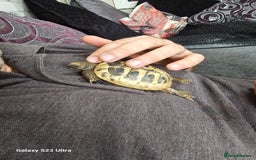 Hermann Tortoise reptiles for sale: Hurmman Tortoise  - Image 4