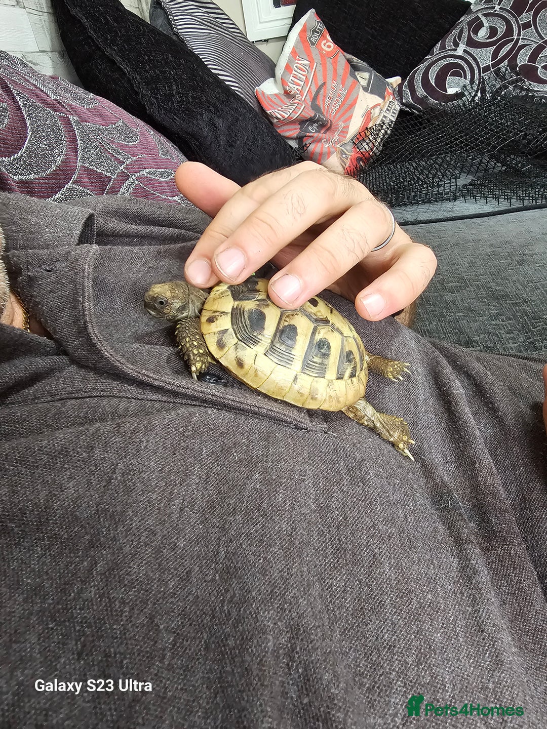 Hermann Tortoise reptiles for sale: Hurmman Tortoise  - Image 4