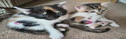 Mixed Breed cats for sale: GORGEOUS CALICO SISTERS! - Advert 13