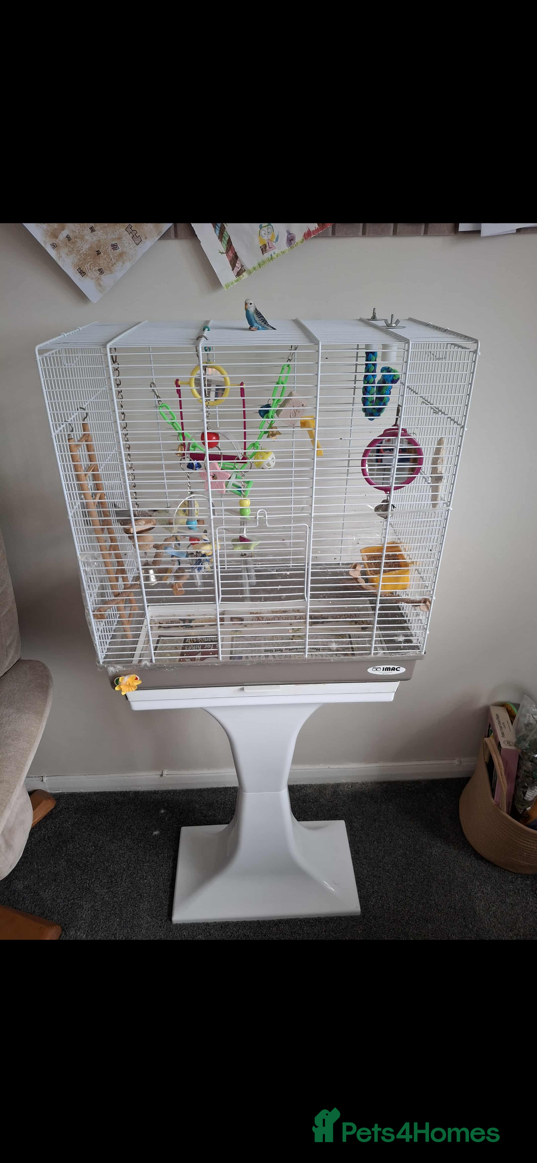 Mixed Breed birds for sale: Young budgie complete with cage and stand  - Advert 2