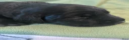 Goldador dogs for sale: 8 gorgeous black goldadors  - Advert 26